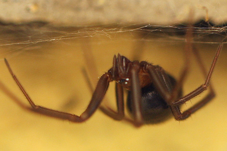 Steatoda grossa - Castel Maggiore (BO)