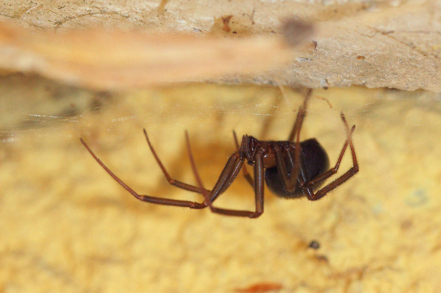 Steatoda grossa - Castel Maggiore (BO)