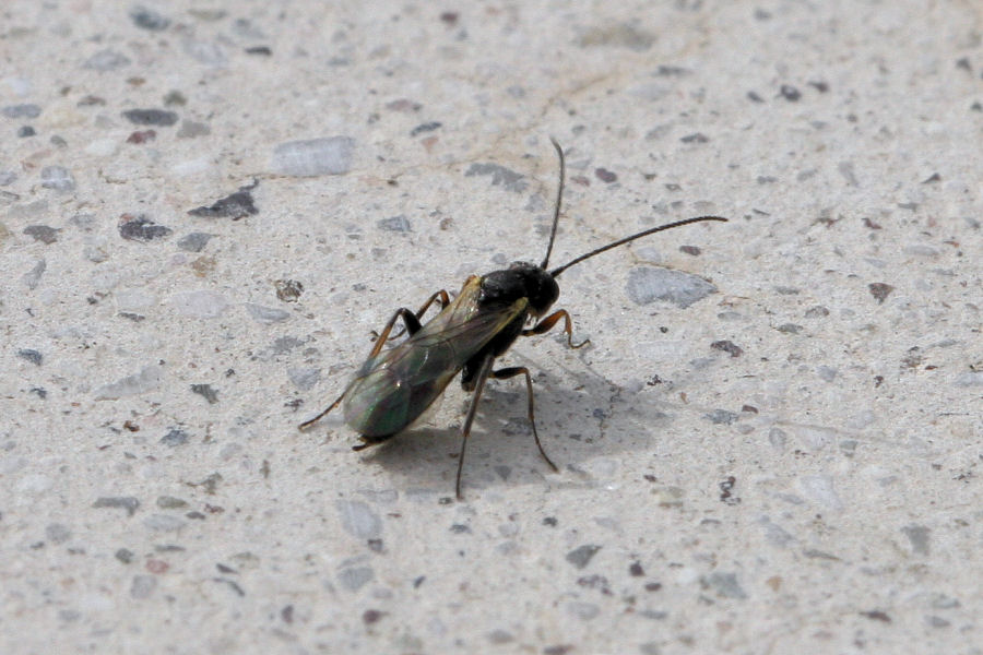 Ichneumonidae?