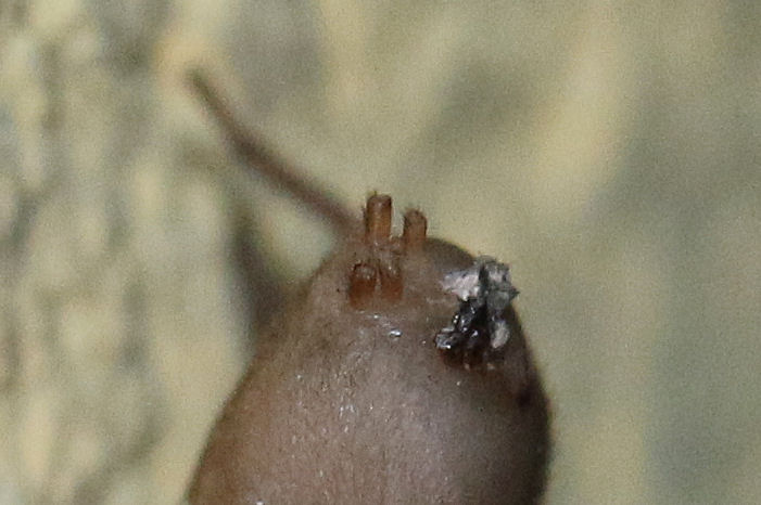 Scotophaeus blackwalli - C. Maggiore (BO)