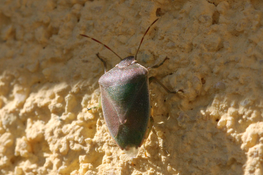 Pentatomidae: Acrosternum heegeri dell''Emilia (BO)