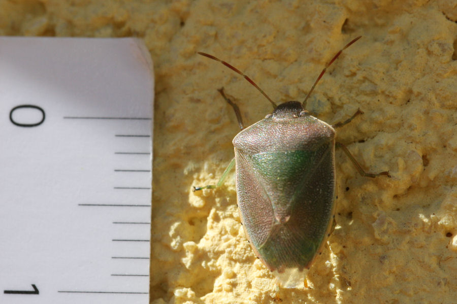 Pentatomidae: Acrosternum heegeri dell''Emilia (BO)