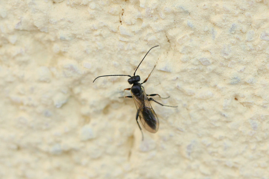 Ichneumonidae?