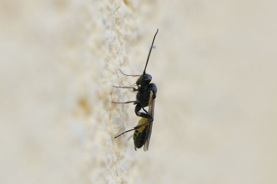 Ichneumonidae?