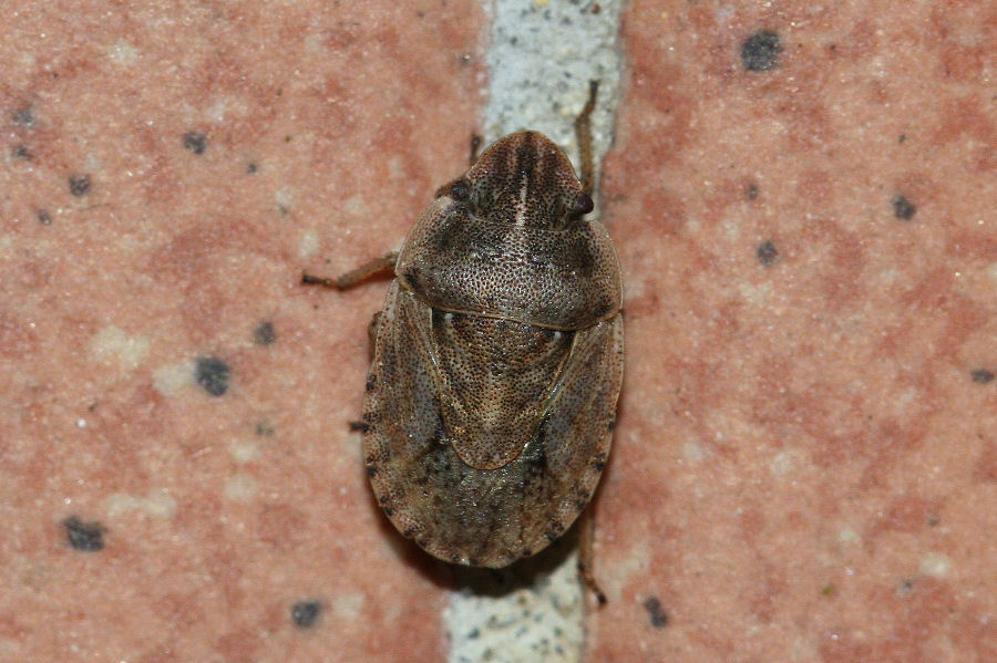 Pentatomidae: Sciocoris cursitans dell''Emilia (BO)