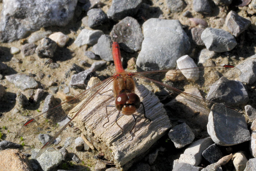 Sympetrum striolatum?