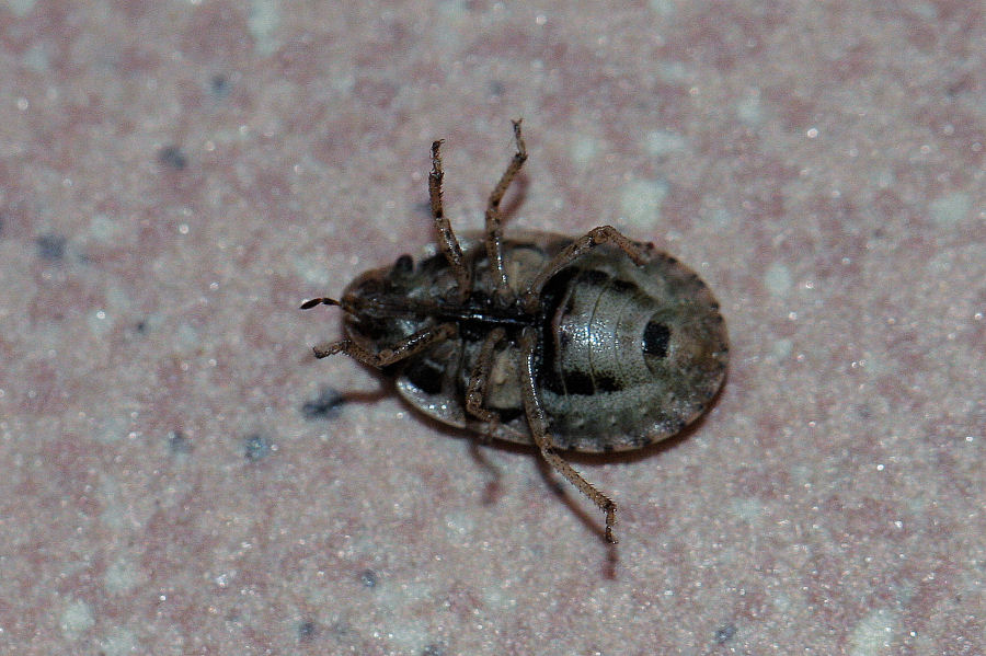 Pentatomidae: Sciocoris cursitans dell''Emilia (BO)