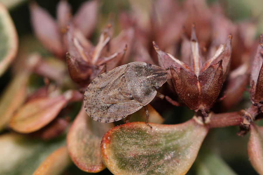 Pentatomidae: Sciocoris cursitans dell''Emilia (BO)