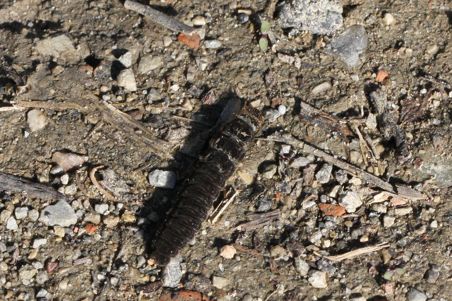 Larva di Cantharis livida o Cantharis fusca