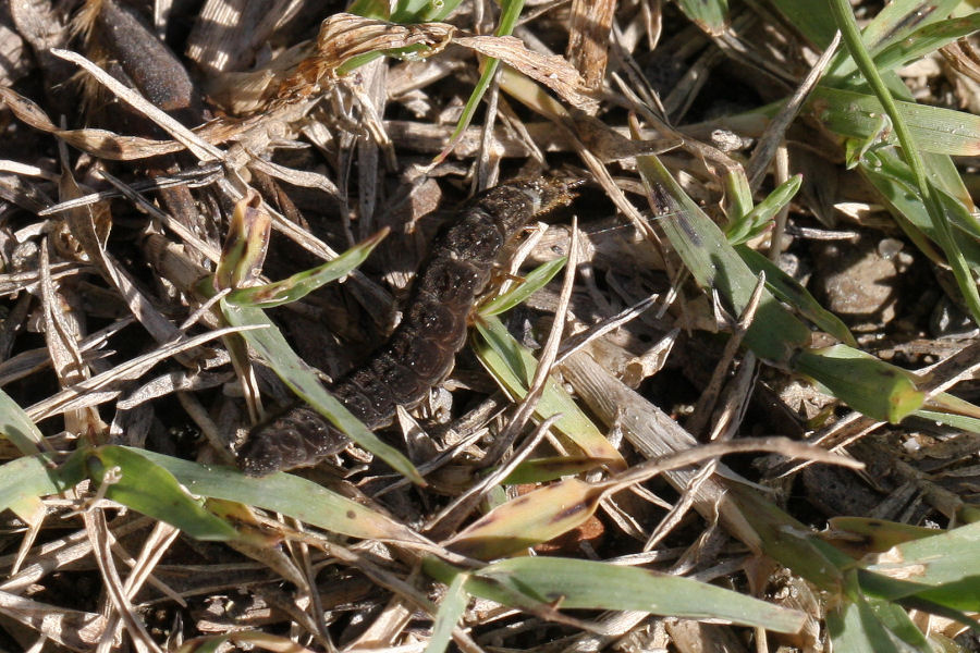 Larva di Cantharis livida o Cantharis fusca