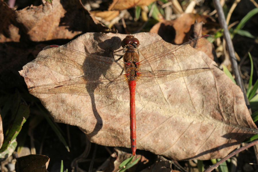 Sympetrum striolatum?