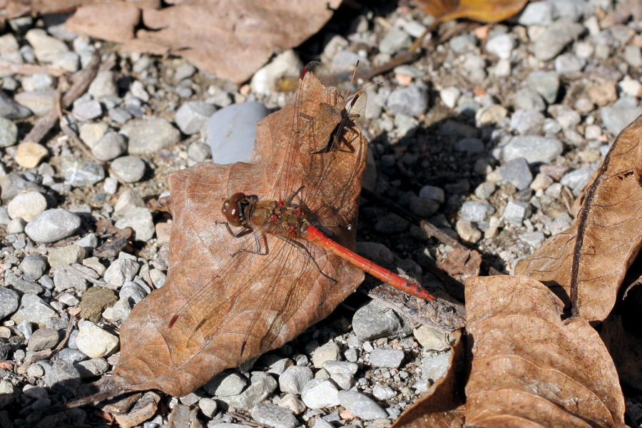 Sympetrum striolatum?