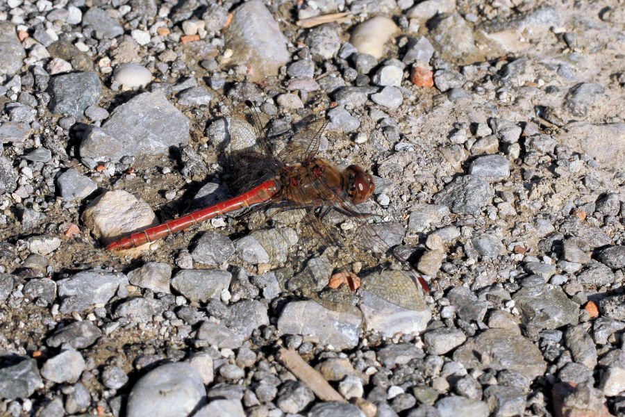 Sympetrum striolatum?