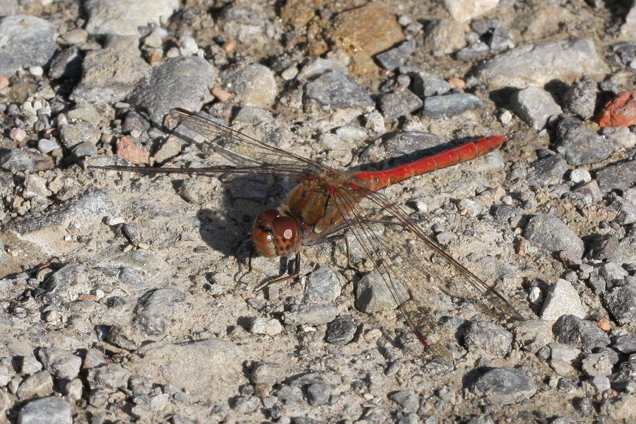 Sympetrum striolatum?