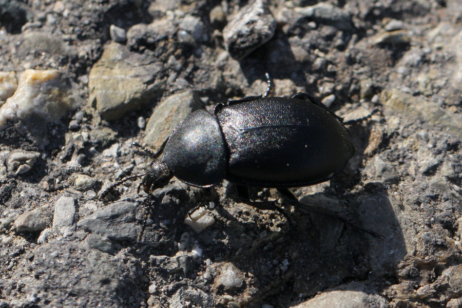 Ablattaria laevigata - (Silphidae)