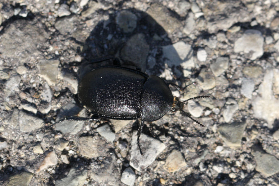 Ablattaria laevigata - (Silphidae)