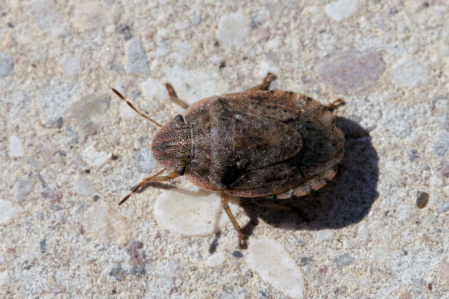 Pentatomidae: Sciocoris cursitans dell''Emilia (BO)