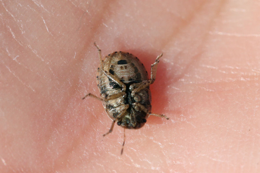 Pentatomidae: Sciocoris cursitans dell''Emilia (BO)