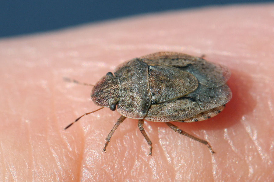 Pentatomidae: Sciocoris cursitans dell''Emilia (BO)