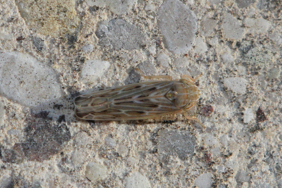 Cicadellidae Deltocephalinae: Psammotettix sp