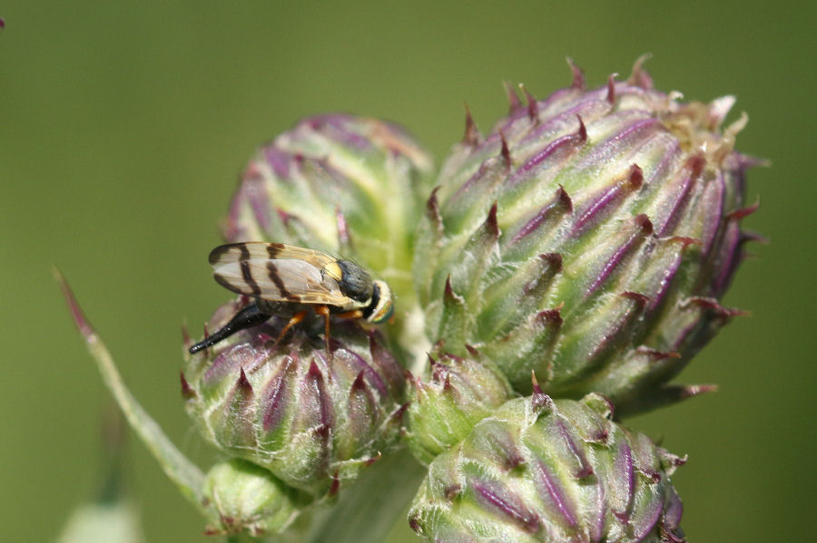 Tephritidae: Urophora stylata femmina