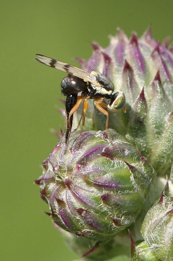 Tephritidae: Urophora stylata femmina