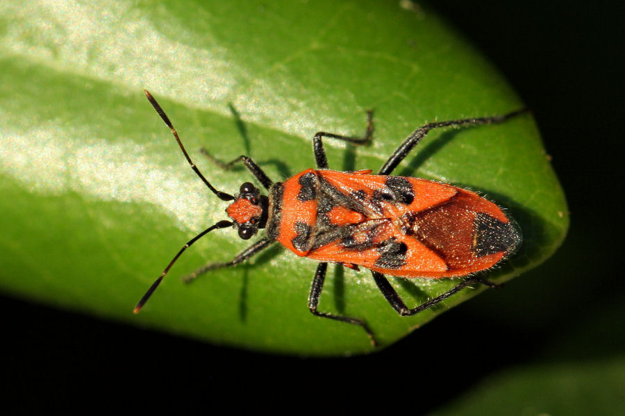 Rhopalidae: Corizus hyoscyami ? S