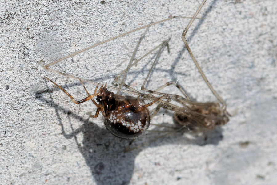 Sardinidion blackwalli - Castel Maggiore (BO)