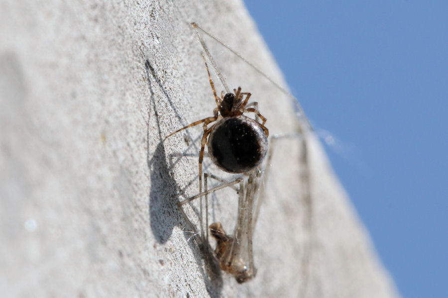 Sardinidion blackwalli - Castel Maggiore (BO)