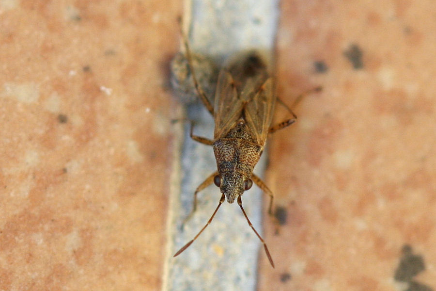 Lygaeidae: Nysius sp.