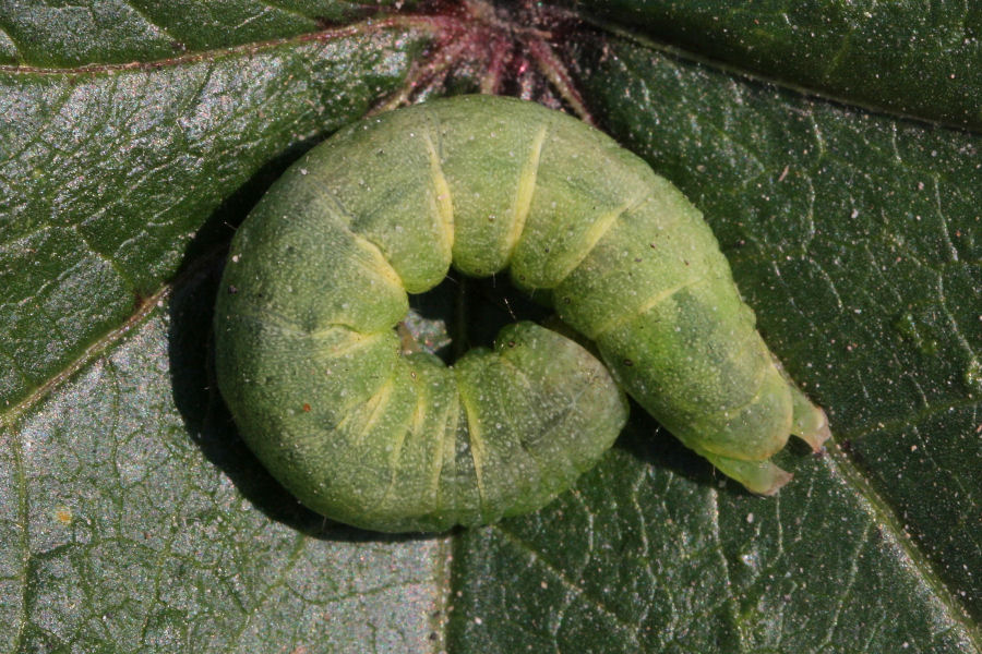 Bruco verde autunnale