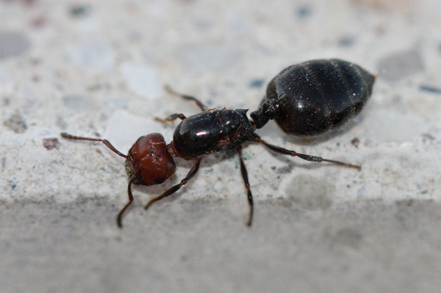 Regina di Crematogaster scutellaris