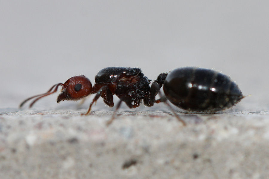 Regina di Crematogaster scutellaris