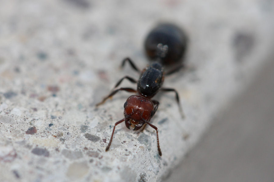 Regina di Crematogaster scutellaris