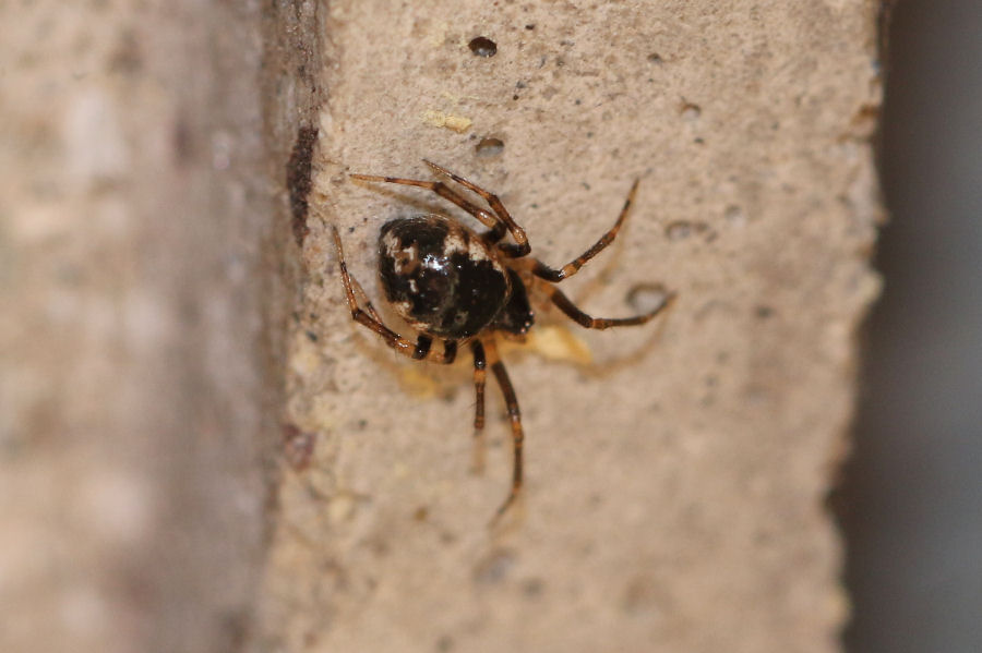 Sardinidion blackwalli - Castel Maggiore (BO)