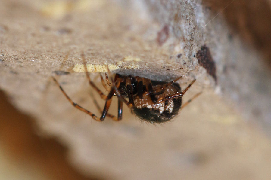 Sardinidion blackwalli - Castel Maggiore (BO)