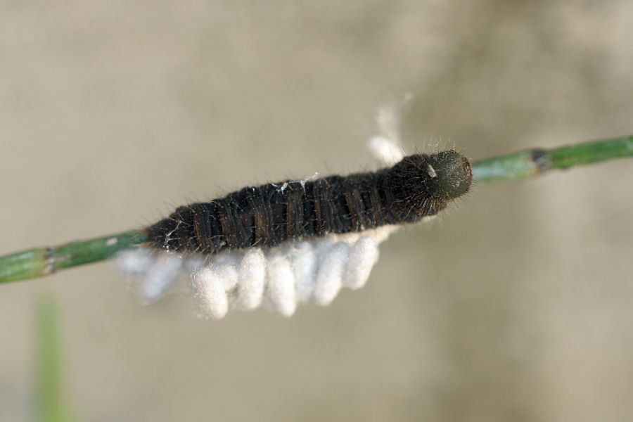 Bruco parassitato da Braconidae