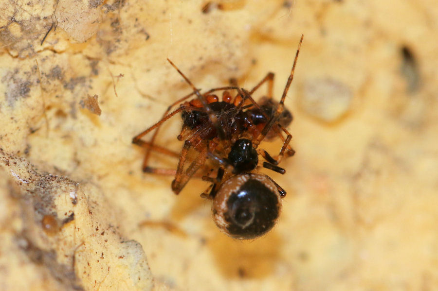 Sardinidion blackwalli - Castel Maggiore (BO)