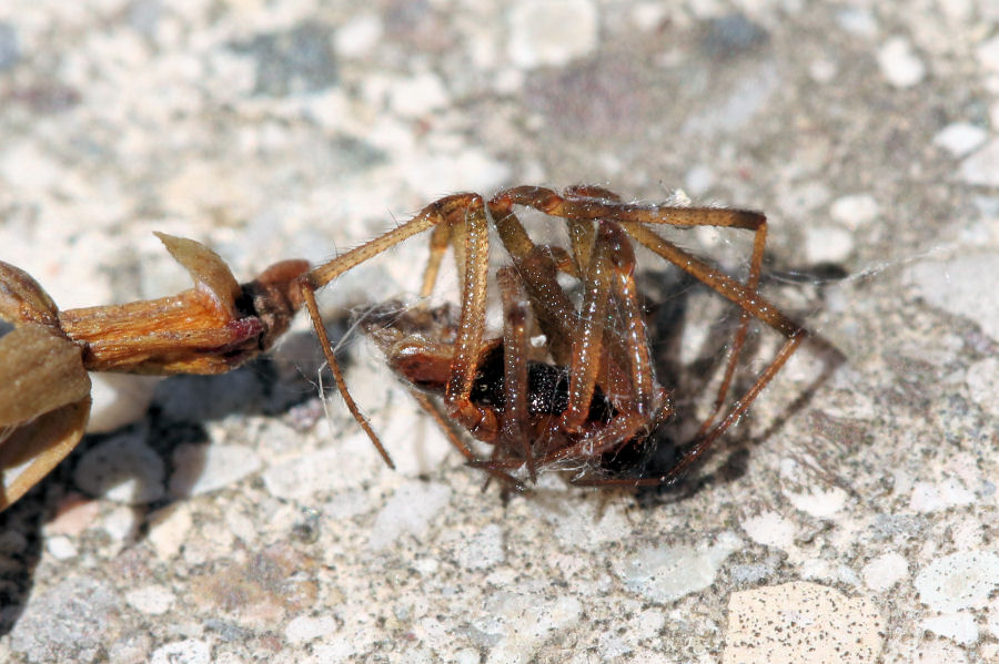 Sardinidion blackwalli - Castel Maggiore (BO)