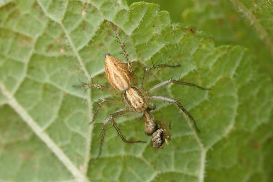 Oxyopidae: Oxyopes lineatus - Castel Maggiore (BO)