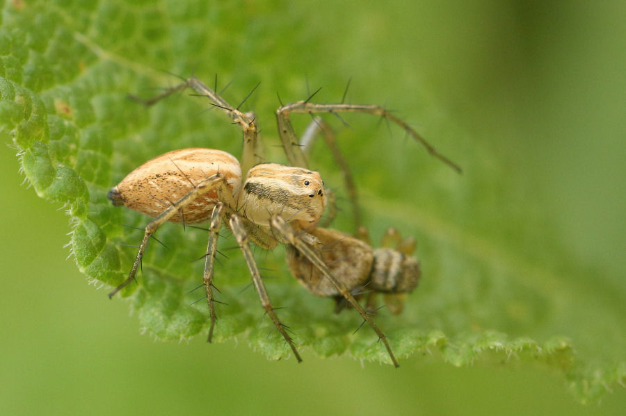 Oxyopidae: Oxyopes lineatus - Castel Maggiore (BO)