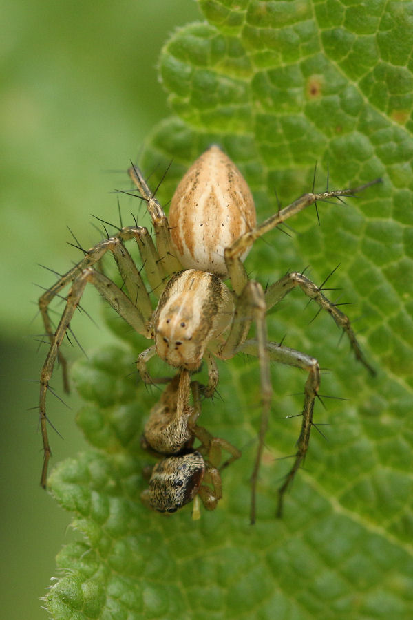 Oxyopidae: Oxyopes lineatus - Castel Maggiore (BO)