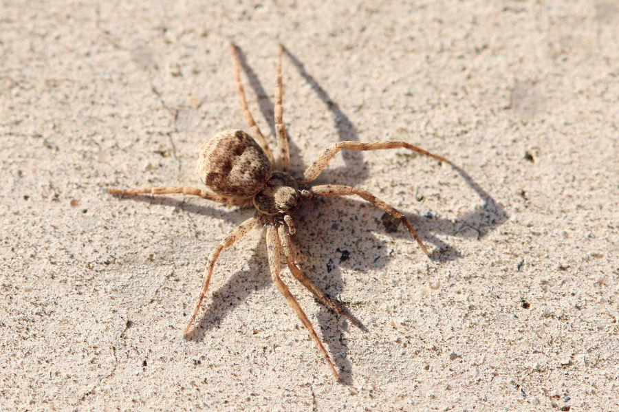 Pulchellodromus sp. - Castel Maggiore (BO)