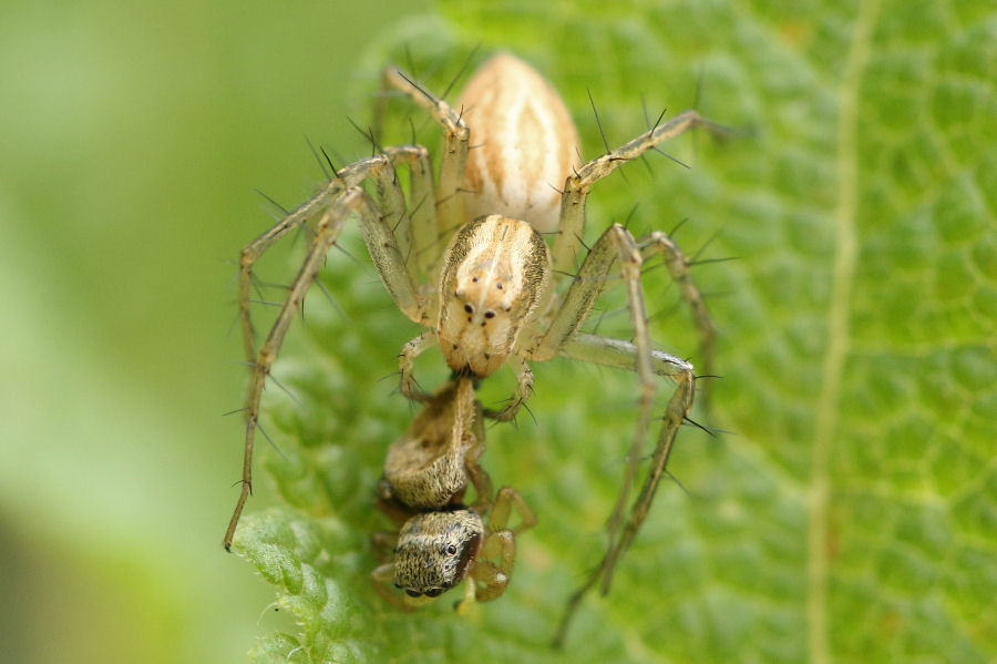 Oxyopidae: Oxyopes lineatus - Castel Maggiore (BO)