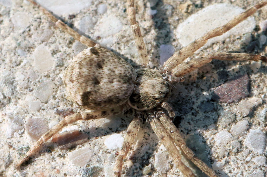 Pulchellodromus sp. - Castel Maggiore (BO)