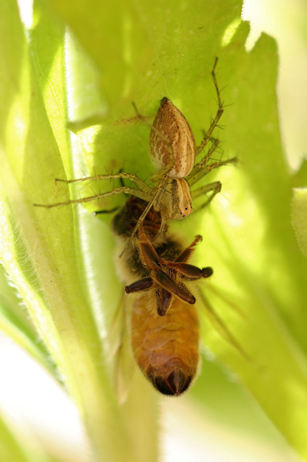 Oxyopidae: Oxyopes lineatus - Castel Maggiore (BO)