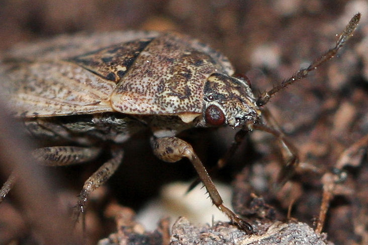 Lygaeidae: Emblethis sp. a confronto