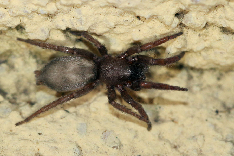 Scotophaeus blackwalli - C. Maggiore (BO)