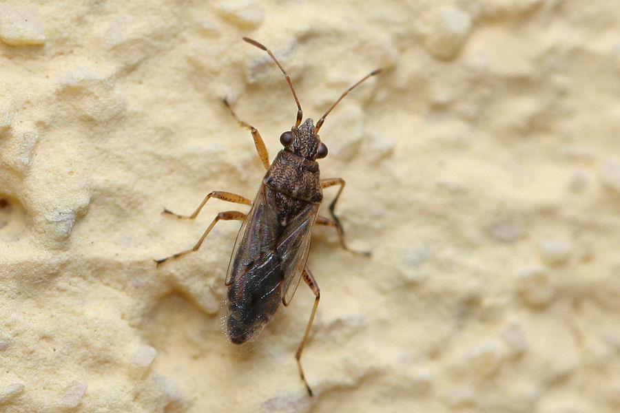 Lygaeidae: Nysius sp.