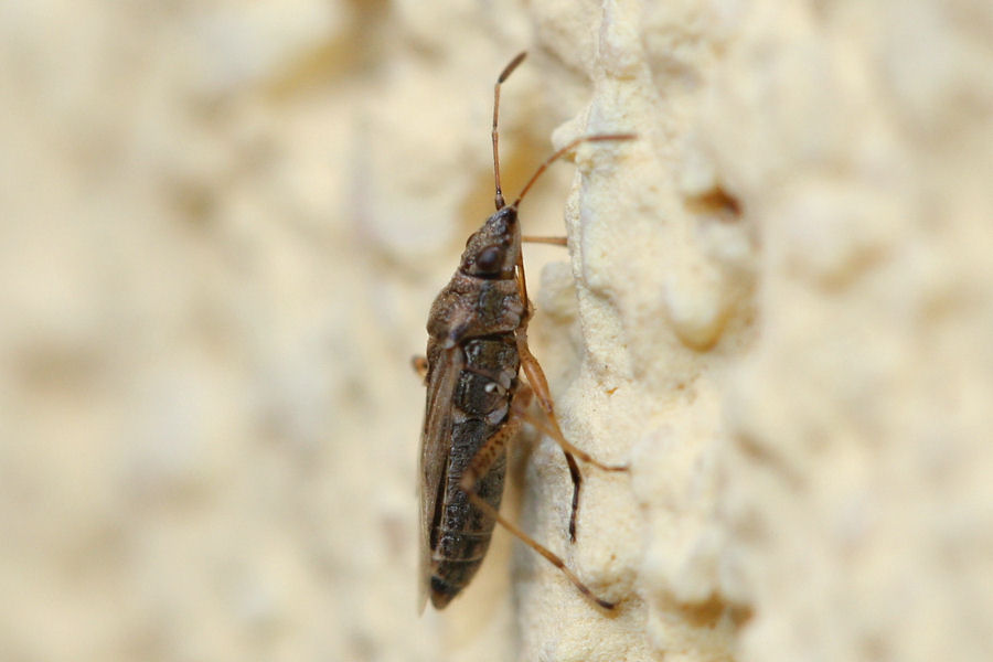 Lygaeidae: Nysius sp.